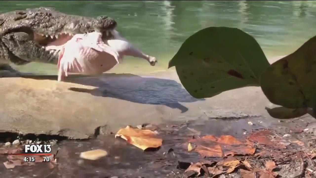 Only in Florida: Thanksgiving turkey will never be the same