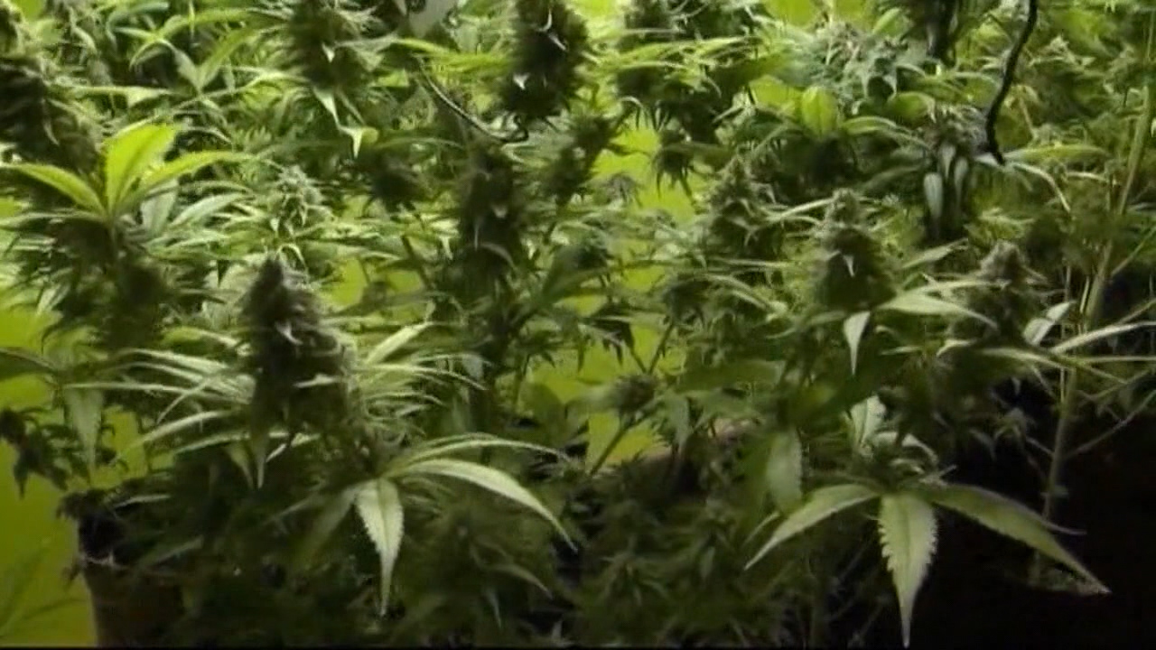 Politics behind push to legalize recreational marijuana | FOX 13 Tampa Bay