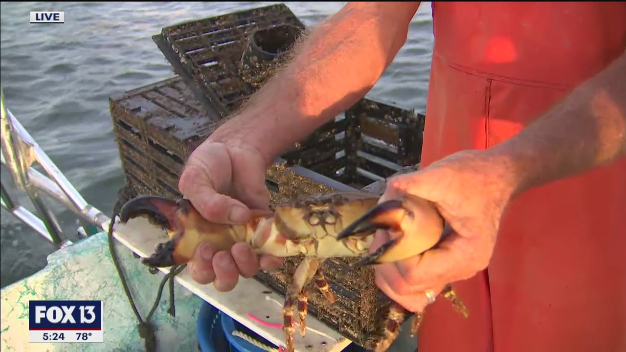 Go on a crabbing adventure with Captain Guy