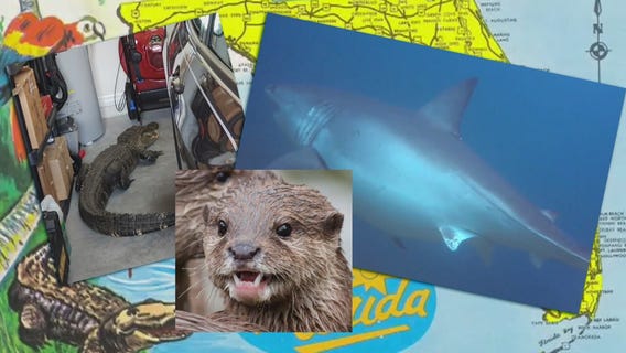 Attack of the river otter and other things only in Florida