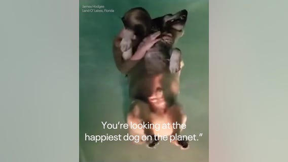 Golden retriever learns to float