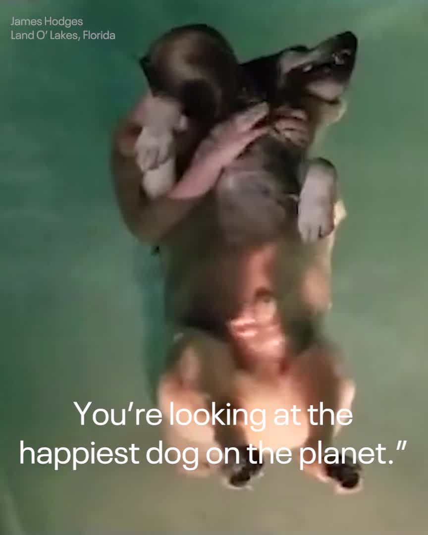 Golden retriever learns to float