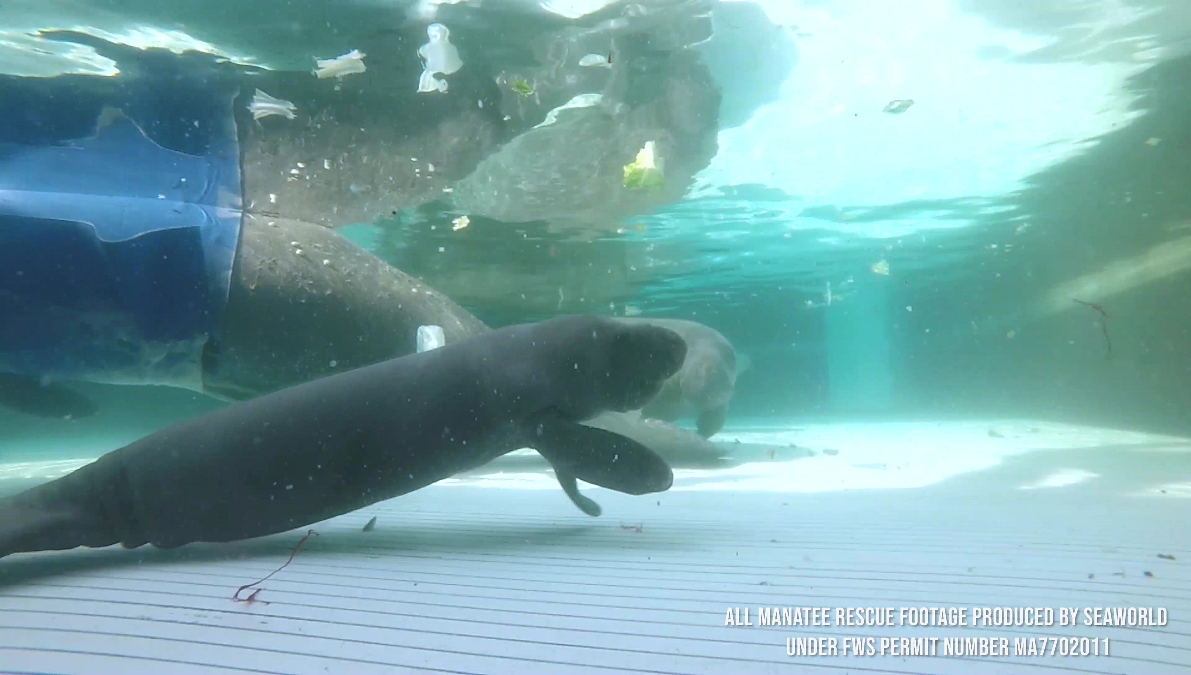 Manatee Exploding Manatee injured by boat propellers gives birth days after rescue off ...