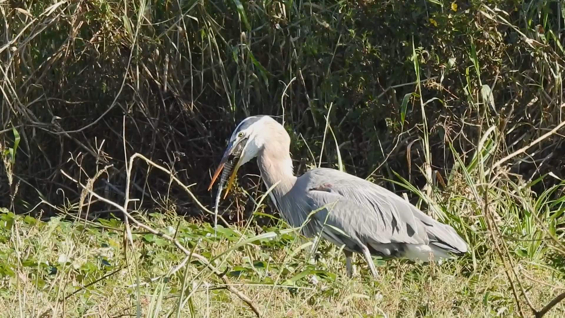 Heron swallows juvenile alligator