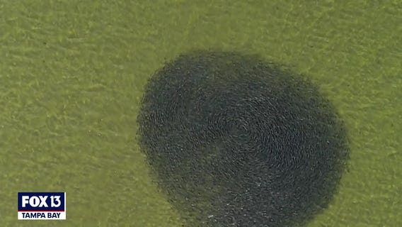 Tampa Bay bait ball spotted from SkyFOX