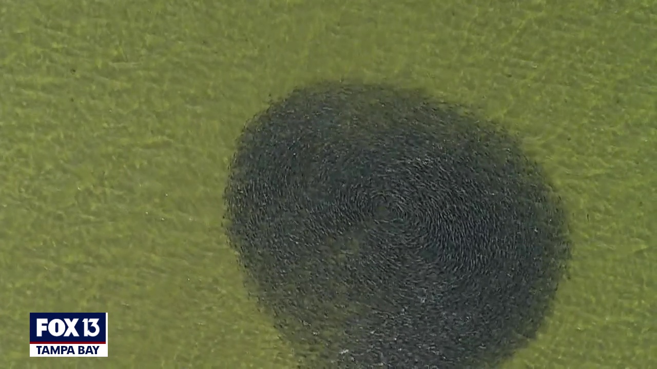 Tampa Bay bait ball spotted from SkyFOX