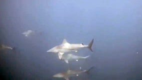 Police dive team comes across schooling baitfish surrounded by sharks