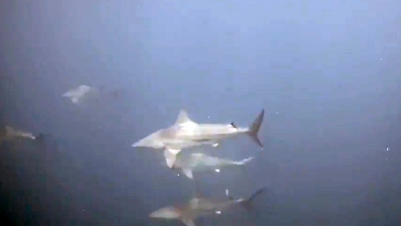 Police dive team comes across schooling baitfish surrounded by sharks
