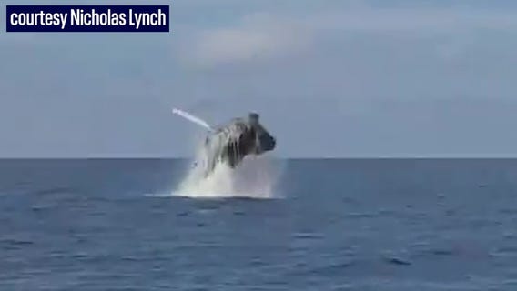 Watch: Humpback whale breaches in Gulf of Mexico
