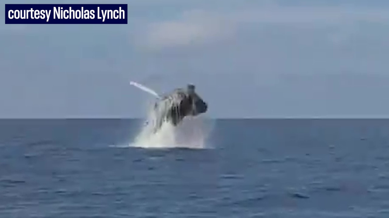 Watch: Humpback whale breaches in Gulf of Mexico