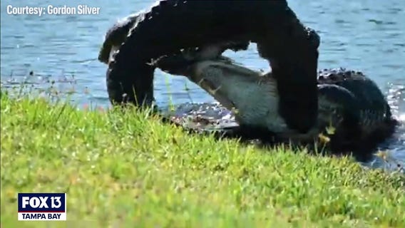 Watch: Alligators wrestle in backyard