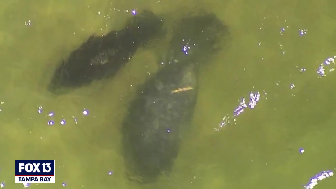 From SkyFOX: Manatees and manta ray