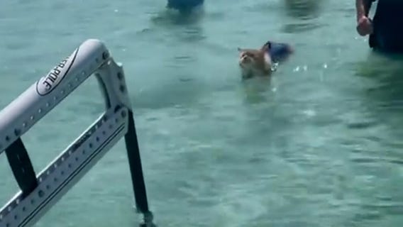 Key West's swimming Maine Coon kitty