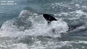 Dolphin chases snook between man's legs