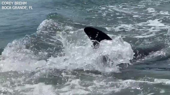 Dolphin chases snook between man's legs