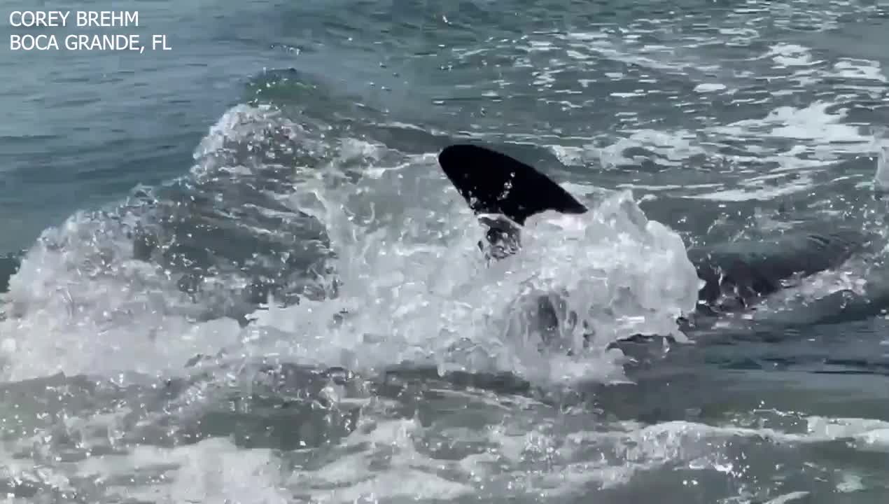 Dolphin chases snook between man's legs