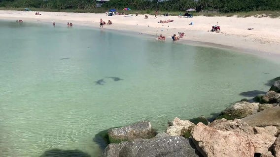 Sharks scoop up fish along Nokomis beach