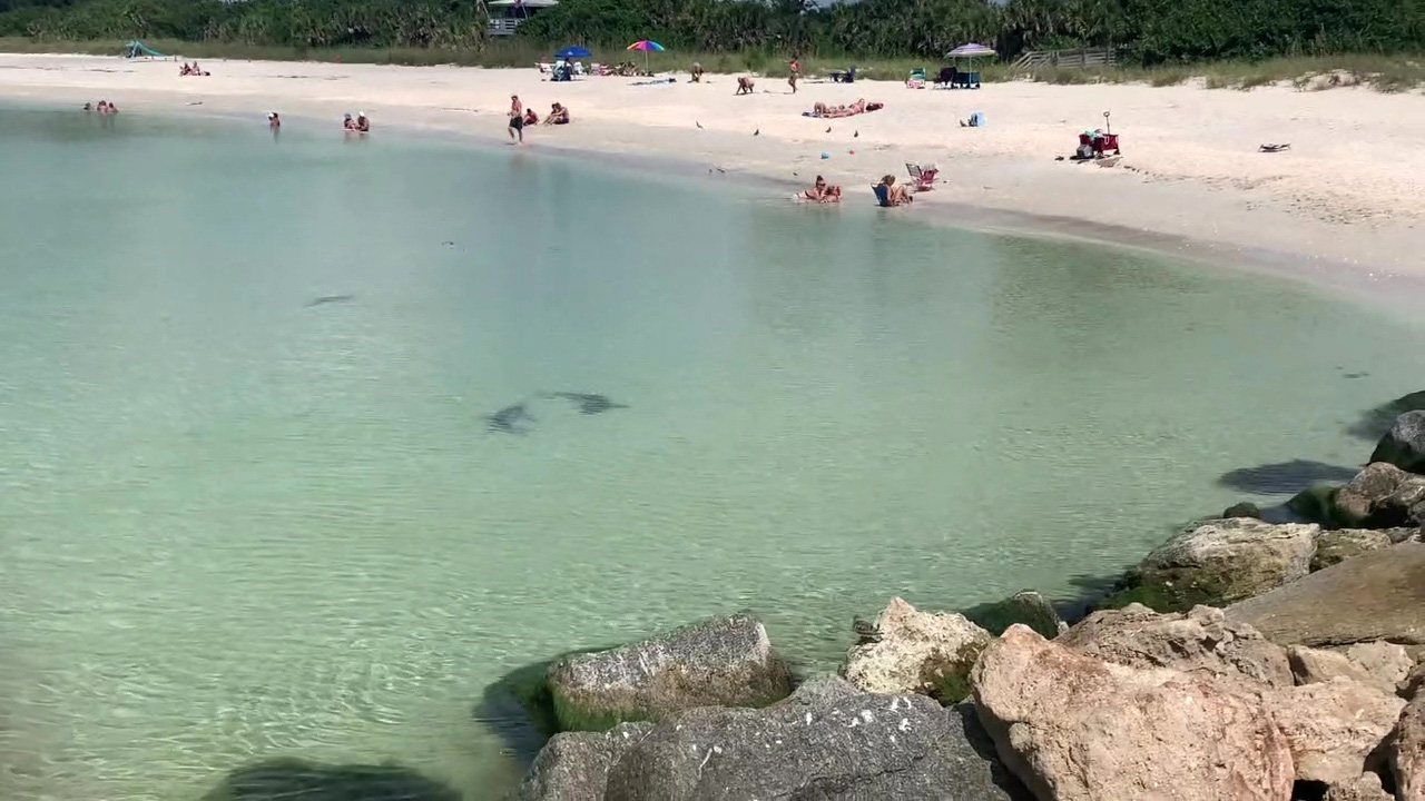 Sharks scoop up fish along Nokomis beach