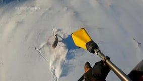 Researchers test wildlife for COVID