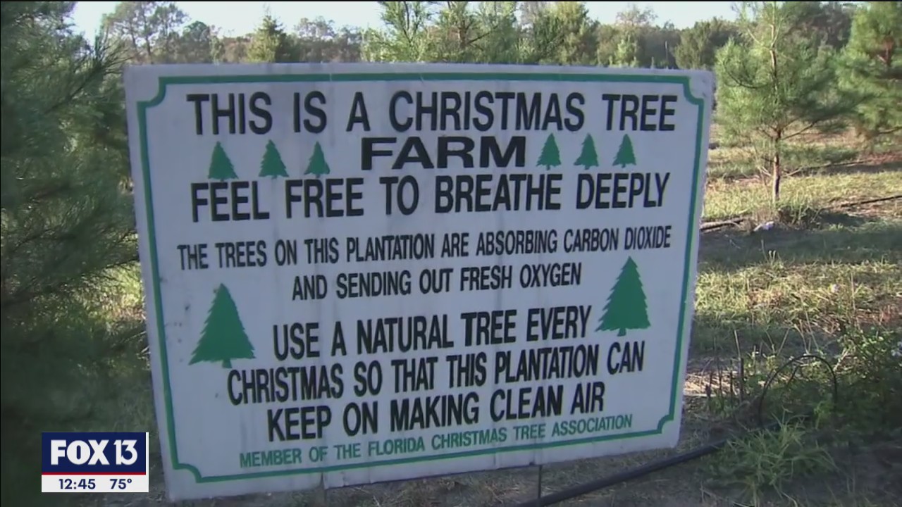 Traditional Florida Christmas Trees at Ergle Christmas Tree Farm