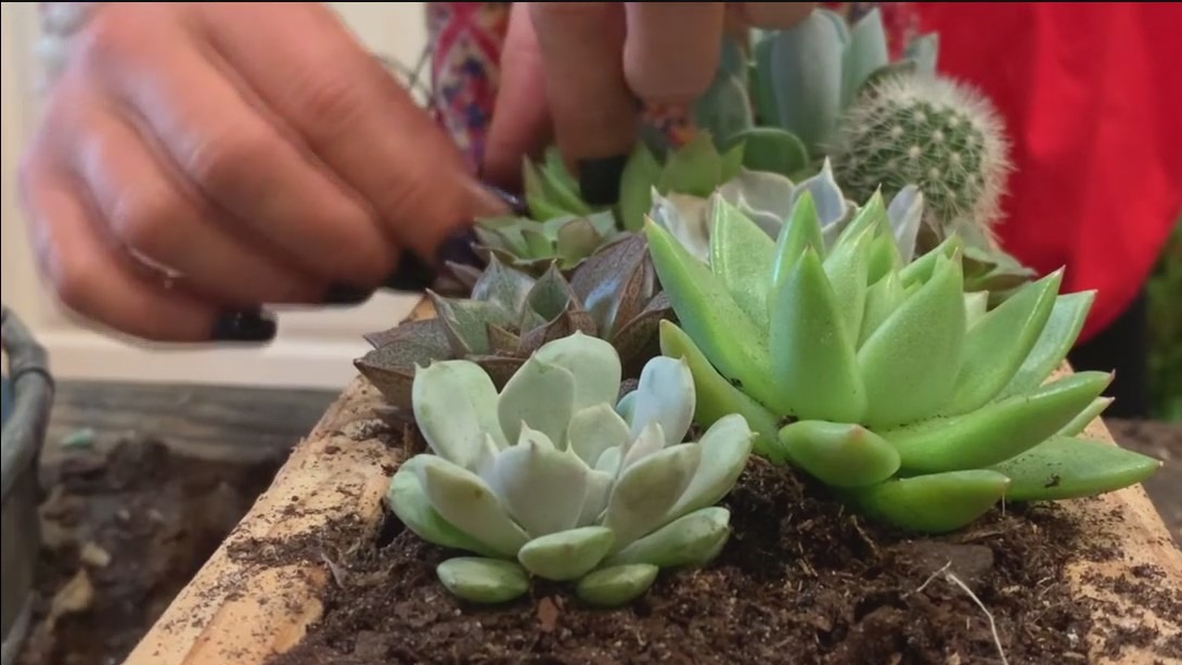 Made in Tampa Bay: Cactus Moon succulents