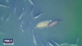 Tarpon, manatees, and rays from SkyFOX