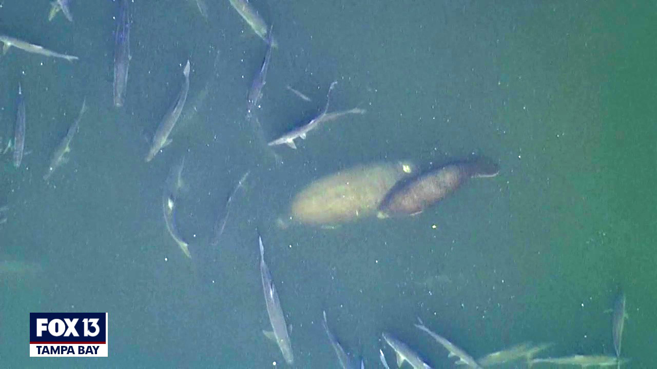 Tarpon, manatees, and rays from SkyFOX