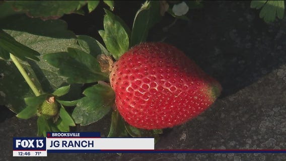 JG Ranch offers U-Pick strawberries and vegetables in Brooksville