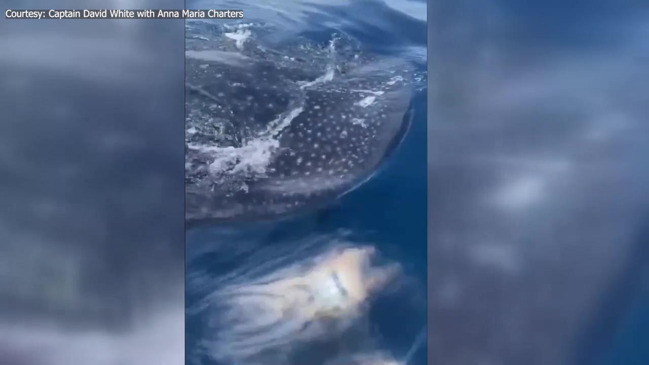Whale sharks spotted off Anna Maria Island | FOX 13 Tampa Bay