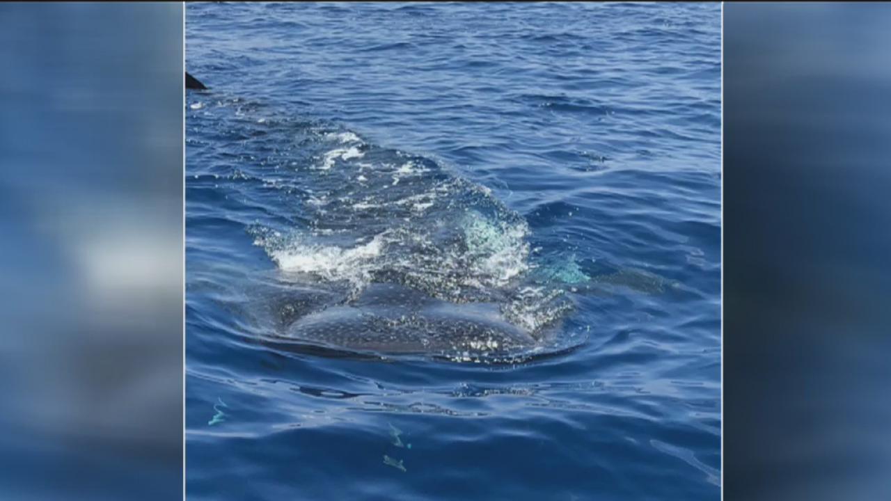 Whale sharks sighting near Anna Maria Island | FOX 13 Tampa Bay