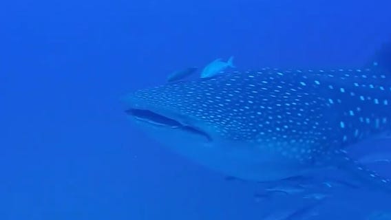National Whale Shark Day: Largest fish on planet visits Gulf every year