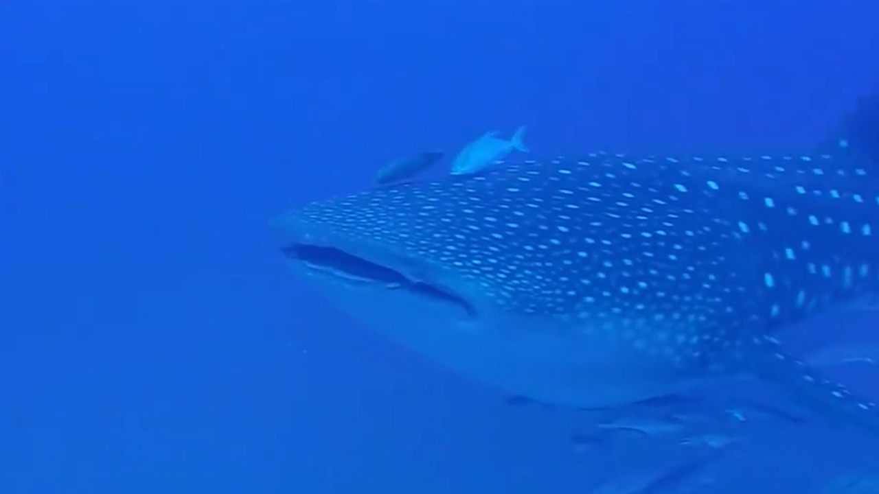 National Whale Shark Day: Largest fish on planet visits Gulf every year