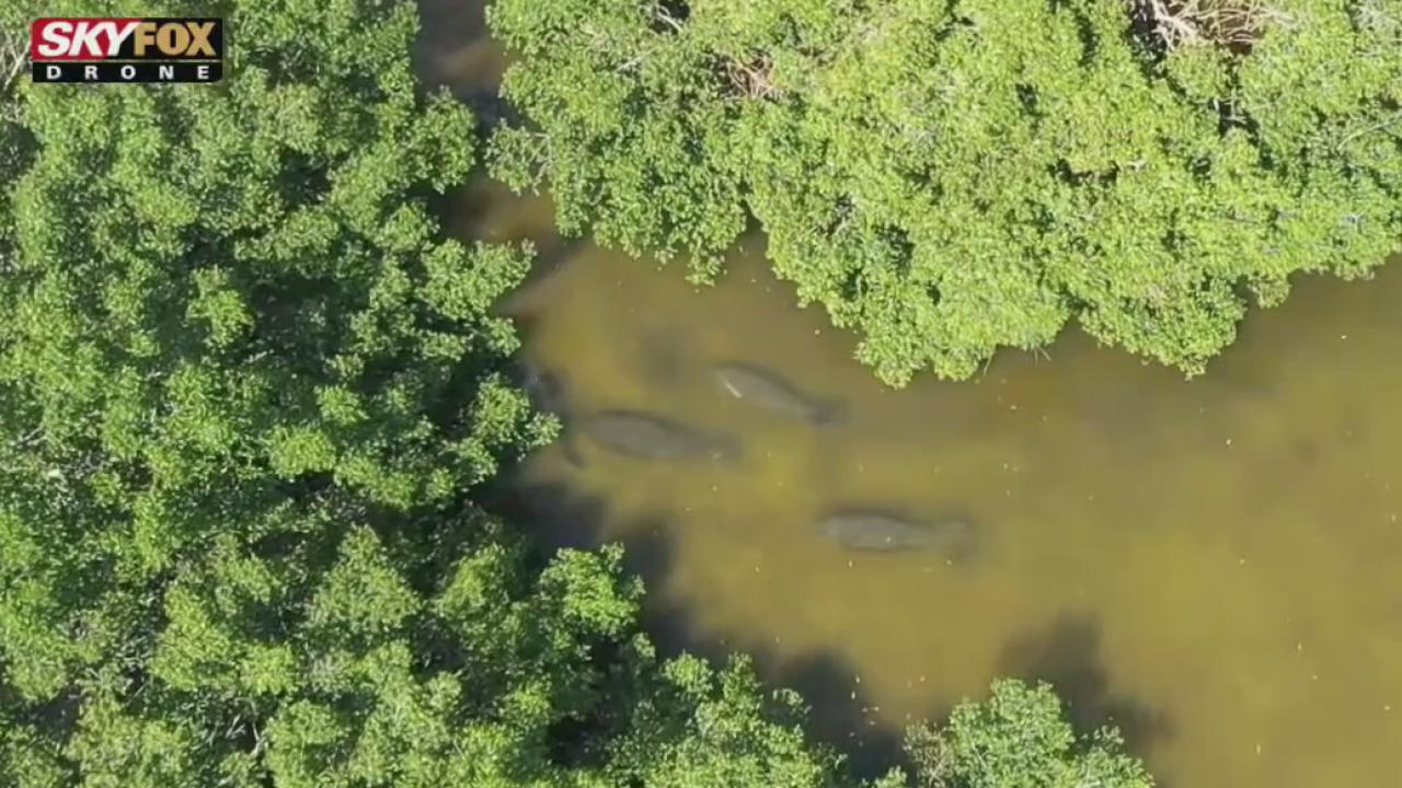 Drone Zone: Wildlife abound at EG Simmons Park