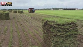 Grass is always greener at Bay Breeze Farms