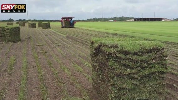 Grass is always greener at Bay Breeze Farms