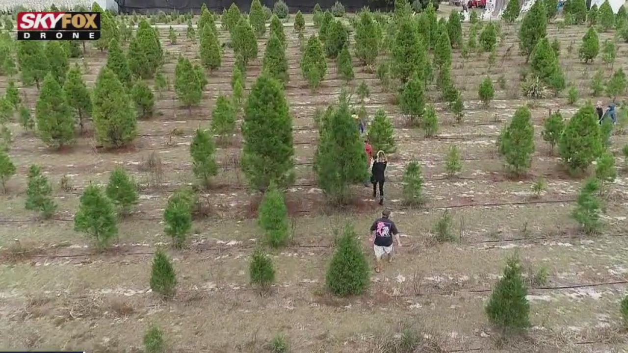 Drone Zone: Ergle Christmas Tree Farm | FOX 13 Tampa Bay
