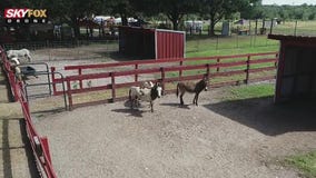 Drone Zone: Hunsader Farms