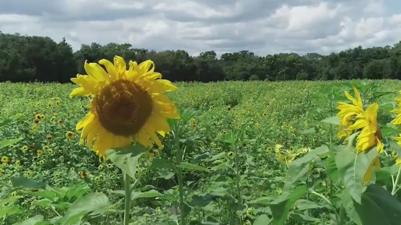 Drone Zone: Harvestmoon Fun Farm