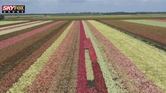 Drone Zone: Lake Placid caladiums