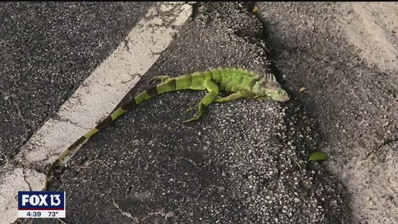 Cuddly manatees, icy iguanas are signs of cold snap