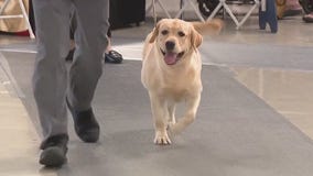 Strawberry Classic All Breed Dog Show