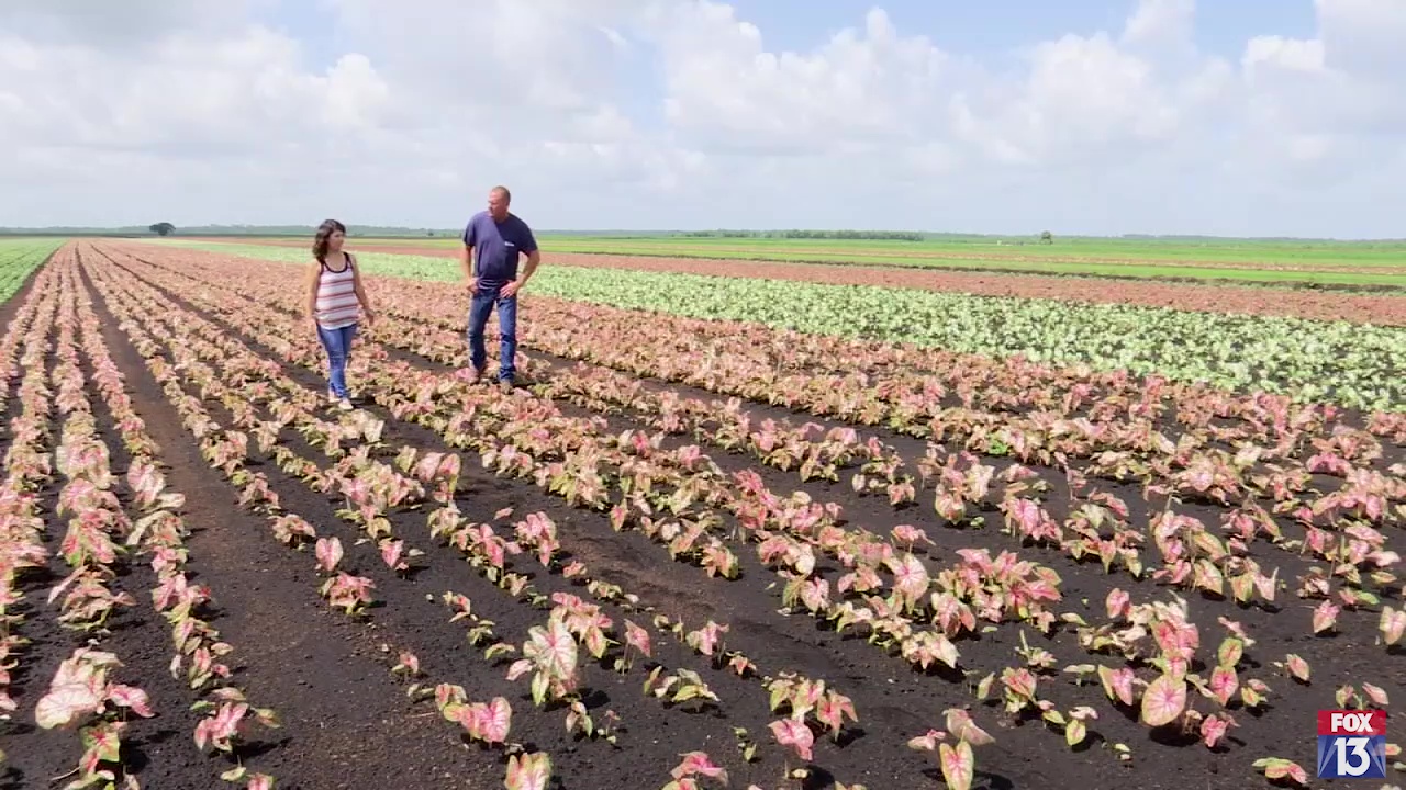 One Tank Trip: Lake Placid, the 'Caladium Capital''