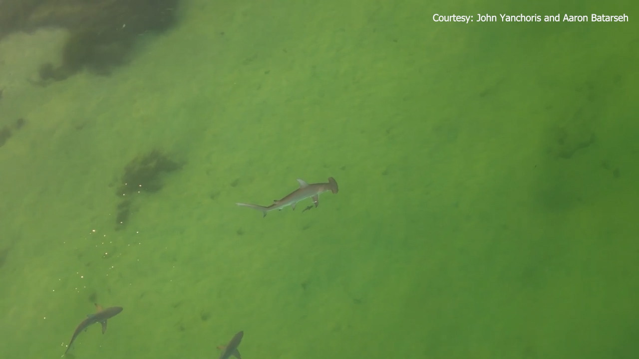 Group of sharks spotted near Caladesi Island | FOX 13 Tampa Bay