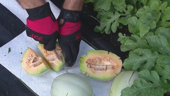 How to grow a cantaloupe