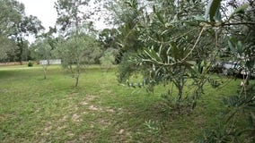 Olive Grove providing true taste of Tuscany