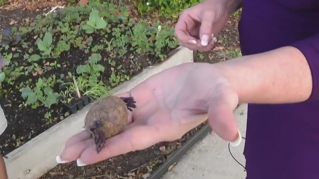 How to plant potatoes