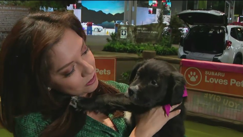 Puppies at the NY Auto Show