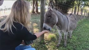 Plant City farmer starts design company