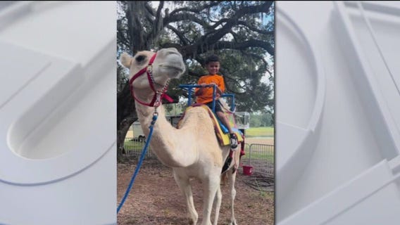 Riding camels in Florida