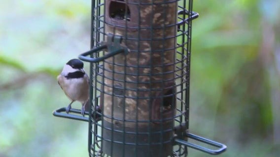 Bird watching at Lettuce Lake Park